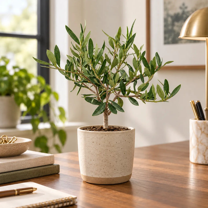 Olivo bonsai ambientato in un vaso decorativo in ceramica beige su scrivania in legno, accanto a libri e lampada da tavolo
