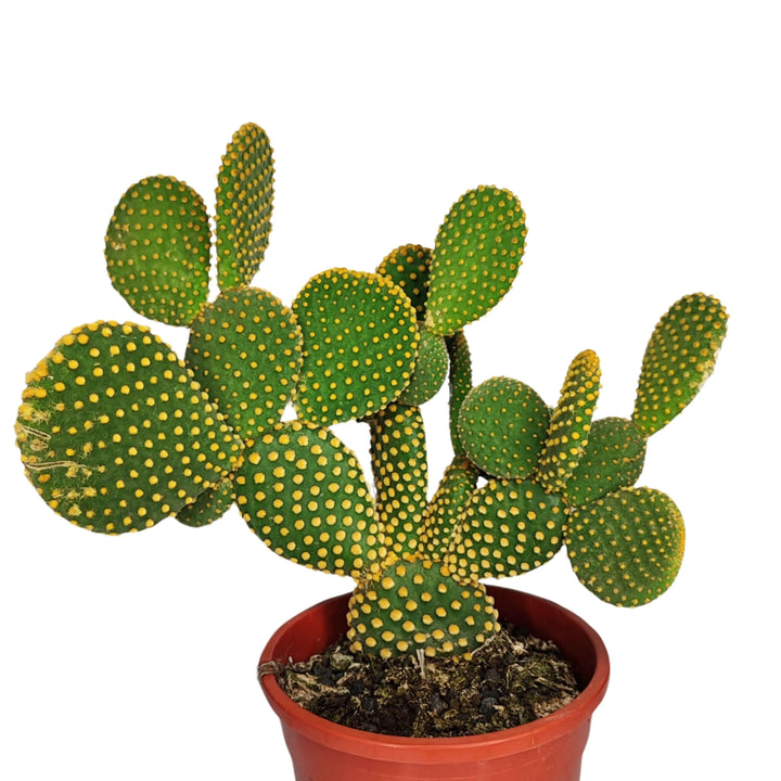 Opuntia micr. var. pallida altezza pianta 40 cm diametro vaso 17 cm - i Giardini di Giulia