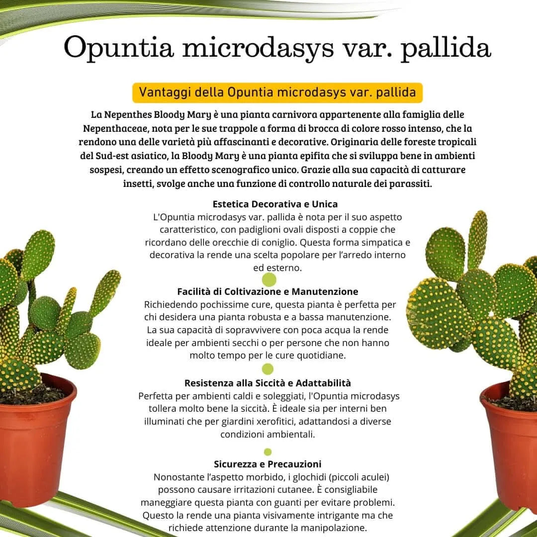 Opuntia micr. var. pallida altezza pianta 40 cm diametro vaso 17 cm - i Giardini di Giulia