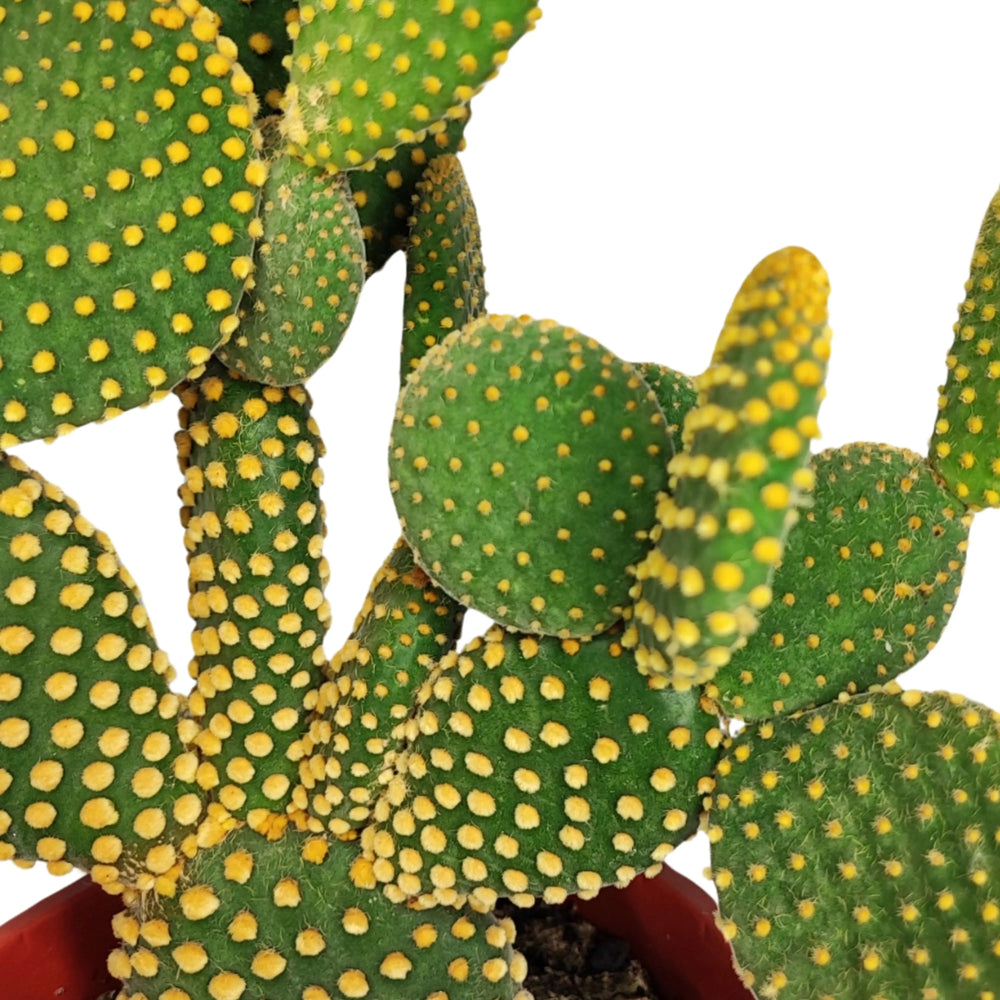 Opuntia micr. var. pallida altezza pianta 40 cm diametro vaso 17 cm - i Giardini di Giulia