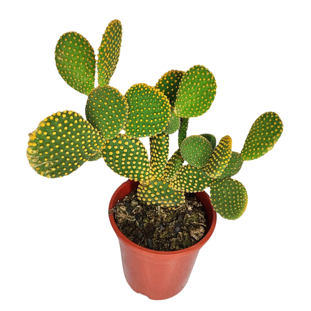 Opuntia micr. var. pallida altezza pianta 40 cm diametro vaso 17 cm - i Giardini di Giulia