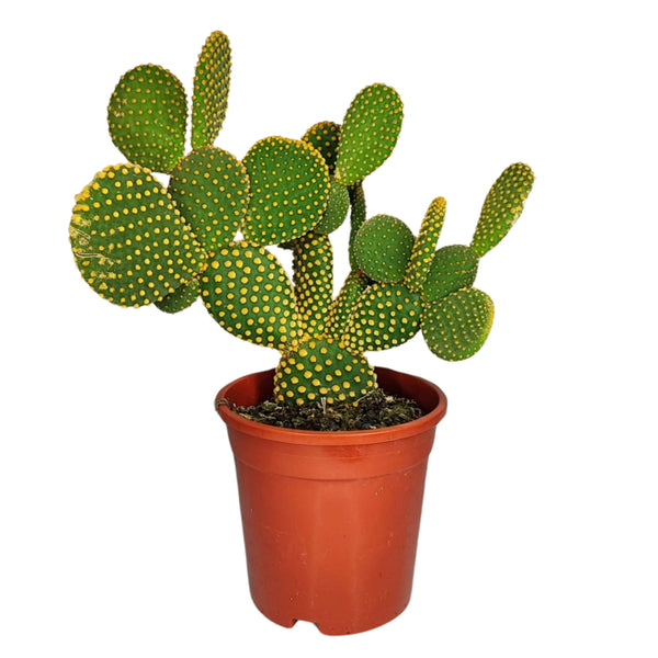 Opuntia micr. var. pallida Pflanzhöhe 40 cm Topfdurchmesser 17 cm