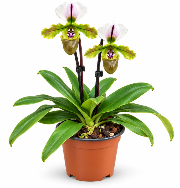 Paphiopedilum Scarpetta di Venere D.9 H.22 cm 2 steli