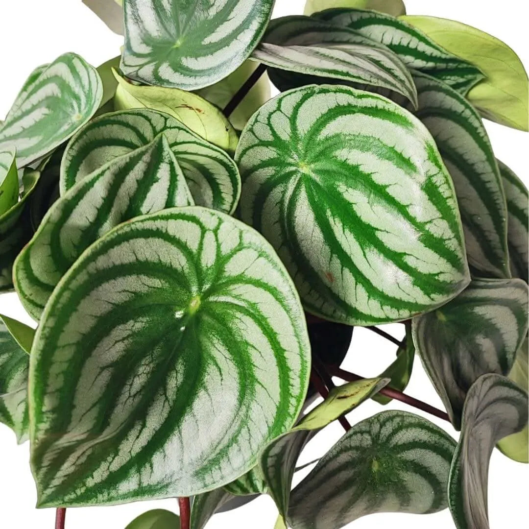 Primo piano Peperomia Watermelon - foglie a strisce verde e argento, texture unica