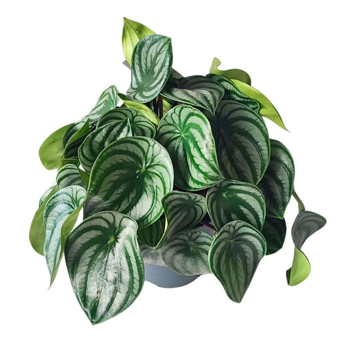 Dettaglio foglie Peperomia Argyreia - venature argentate e verdi su sfondo scuro