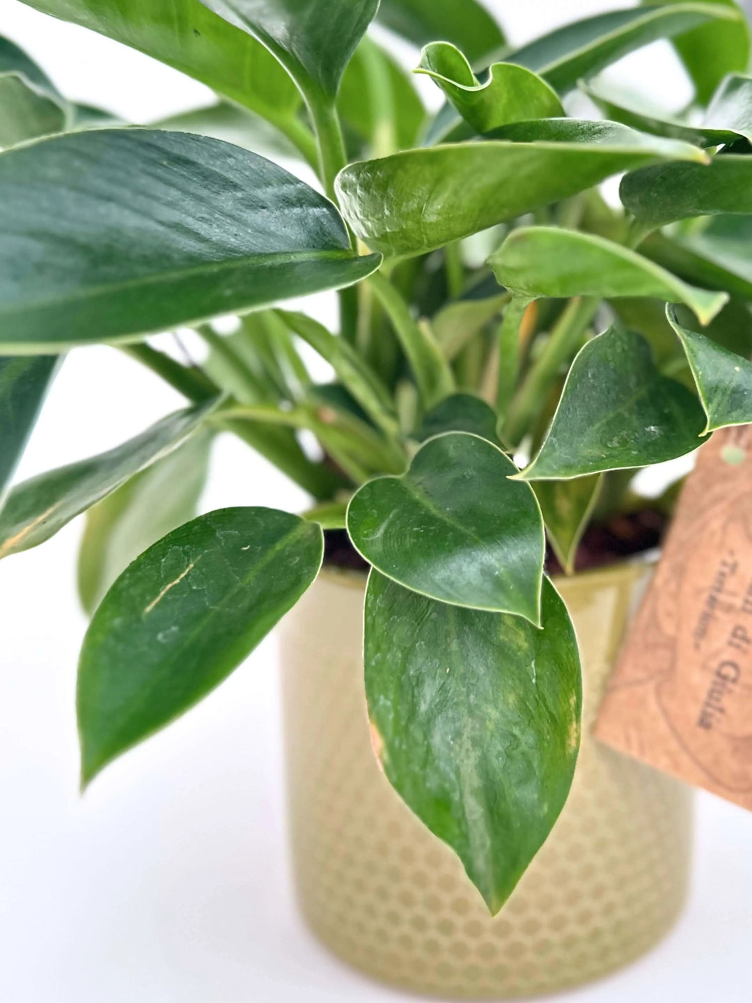 Philodendron Green Princess - i Giardini di Giulia