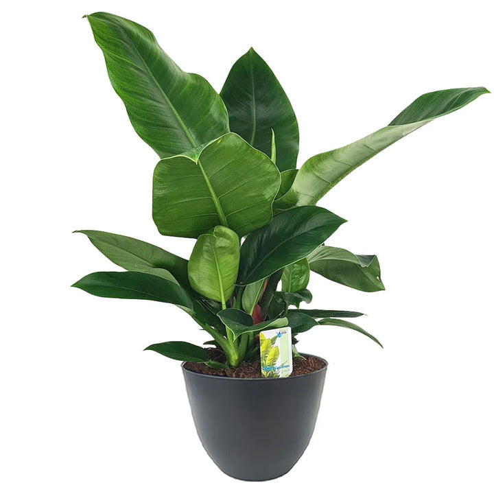 Philodendron Imperial Green - pianta tropicale ornamentale in vaso antracite