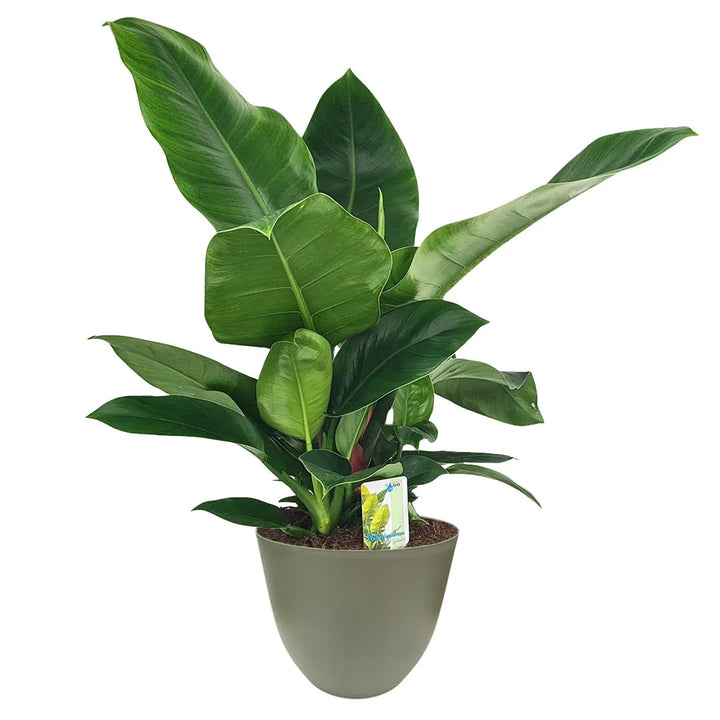 Philodendron Imperial Green - pianta in vaso verde riciclato per arredamento moderno