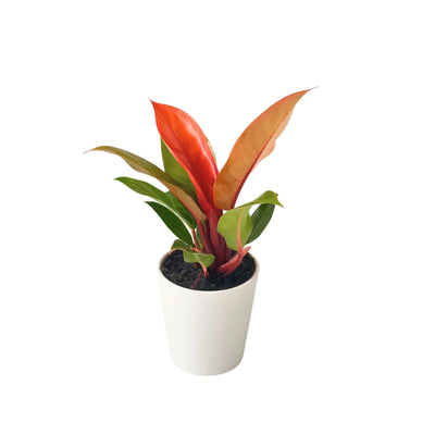 Philodendron Prince Orange