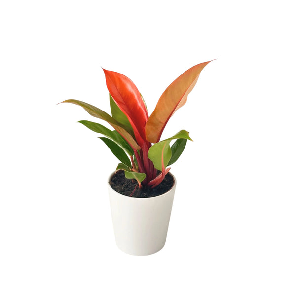 Philodendron Prince Orange