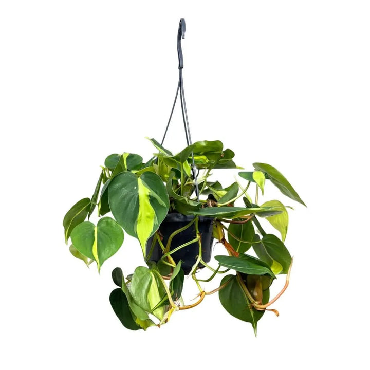 Philodendron Scandens Brasil - pianta ricadente in vaso basket su sfondo neutro