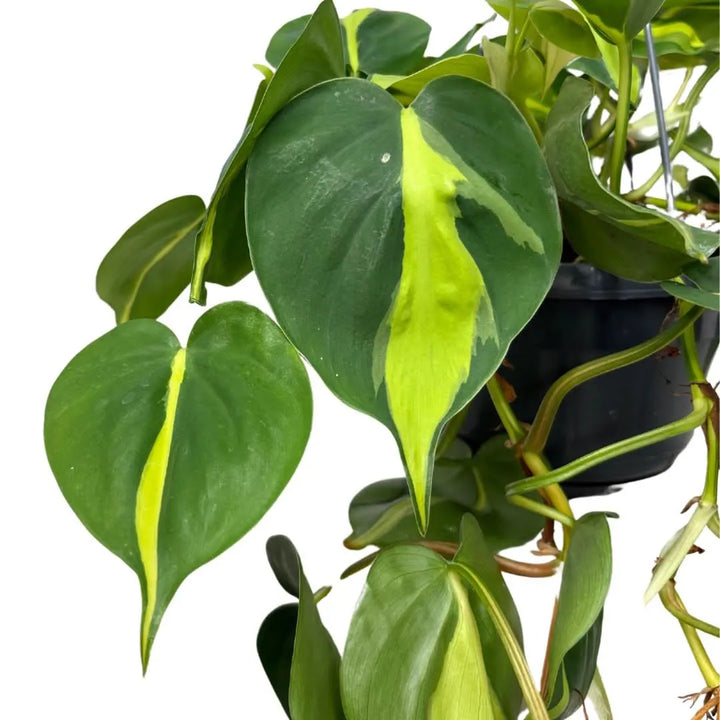 Philodendron Brasil - dettaglio ravvicinato delle foglie variegate verde e giallo