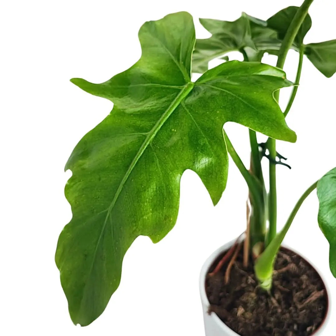 Philodendron Selloum - primo piano della foglia lucida con margini profondi