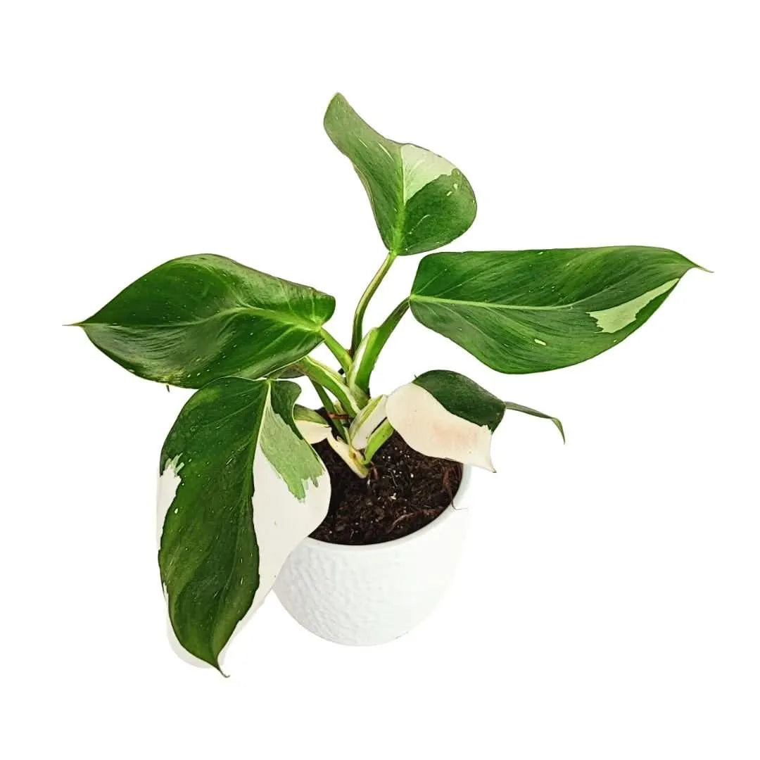 Philodendron variegato White Wave in vaso di ceramica bianco
