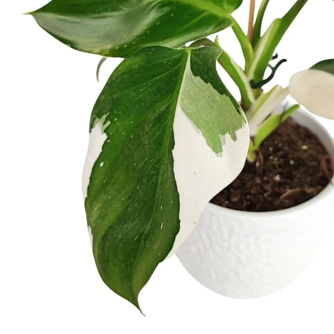 Philodendron White Wave - dettaglio foglia variegata verde e bianco panna