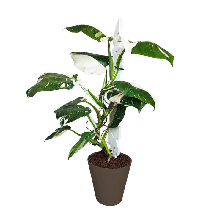 Philodendron White Princess - pianta da interno in vaso tortora con foglie variegate