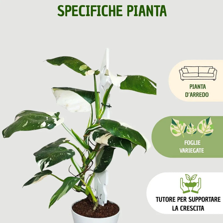Philodendron White Princess - evidenziazione foglie variegate, vaso d'arredo e tutore