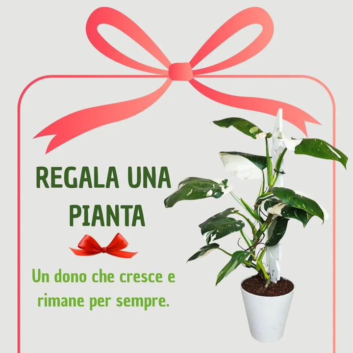 Philodendron White Princess - idea regalo, pianta in vaso bianco con nastro rosso