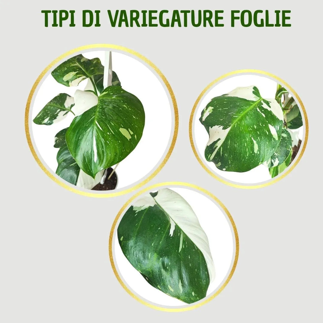 Philodendron White Princess - dettaglio di foglie variegate verdi e bianche
