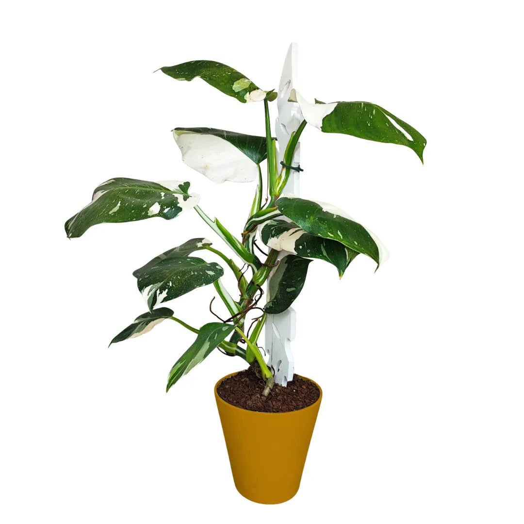 Philodendron White Princess - pianta da interno in vaso giallo ocra con foglie bianche e verdi