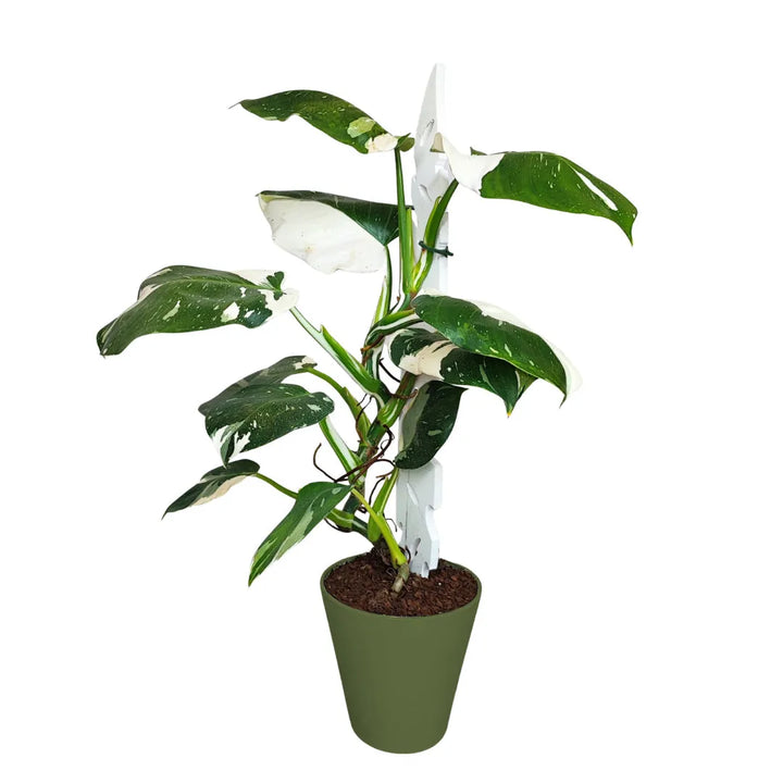 Philodendron White Princess - pianta da interno in vaso verde con foglie variegate