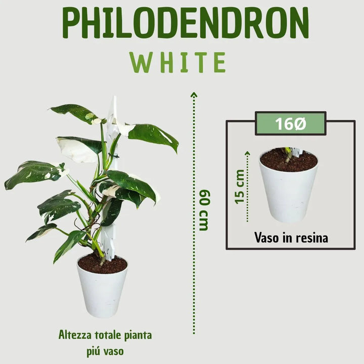 Pianta Philodendron White Princess - infografica dimensioni con altezza totale 60 cm