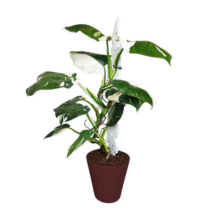 Philodendron White Princess - pianta da interno in vaso bordeaux con foglie verdi e bianche