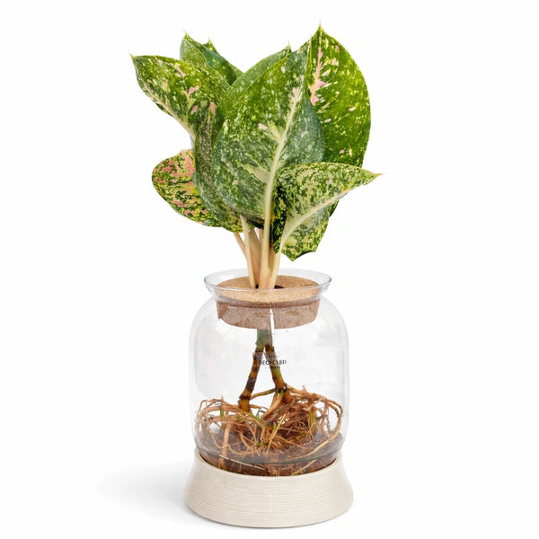 Mixed green plants in hydroponics with LED