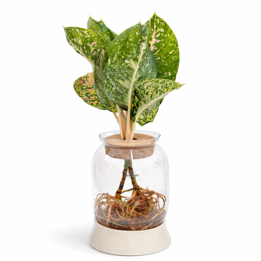 Piante verdi mix in idrocoltura con luce LED integrata, vista frontale