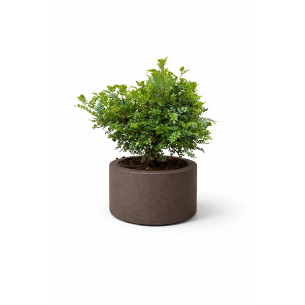 Bonsai Pepe Cinese Echo - pianta ornamentale da interno con vaso elegante