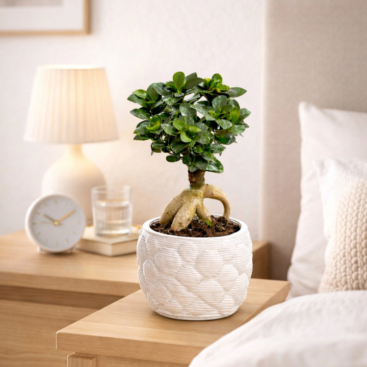 Vaso per Bonsai Ficus Ginseng - primo piano del vaso artigianale
