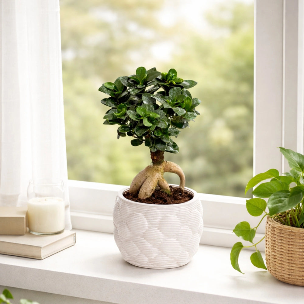 Bonsai Ficus Ginseng prezzo - dettaglio tronco e radici aeree
