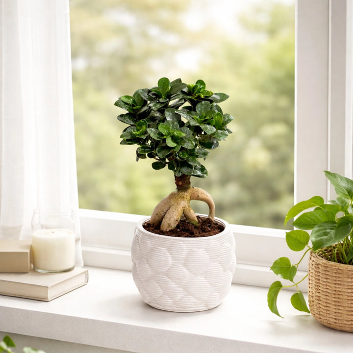 Bonsai Ficus Ginseng prezzo - dettaglio tronco e radici aeree