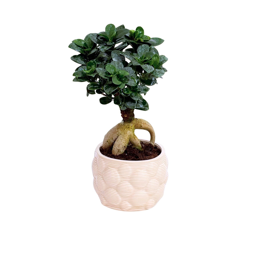 Bonsai Ficus Ginseng - pianta in vaso artigianale Alba D. 12 H. 30 CM