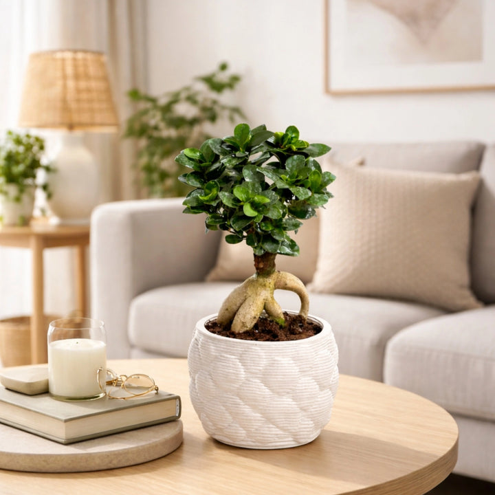 Bonsai Ficus Ginseng cura - vista laterale con vaso di ceramica