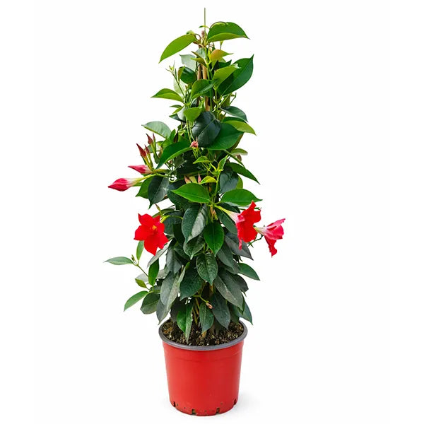 Dipladénia D.19 cm
