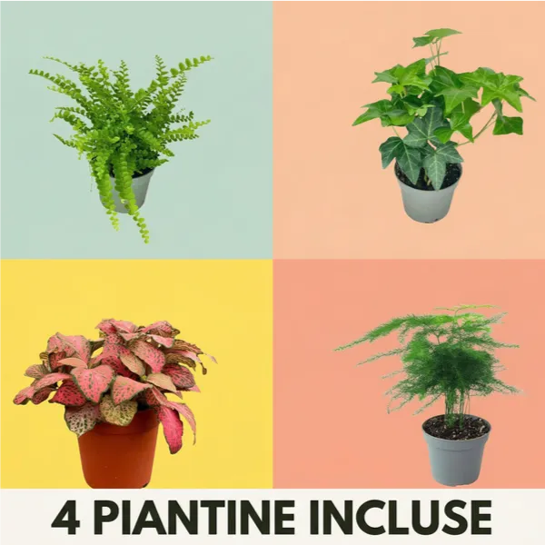 Piantine per Terrarium - fittonia, edera, felce e asparago incluse nel kit