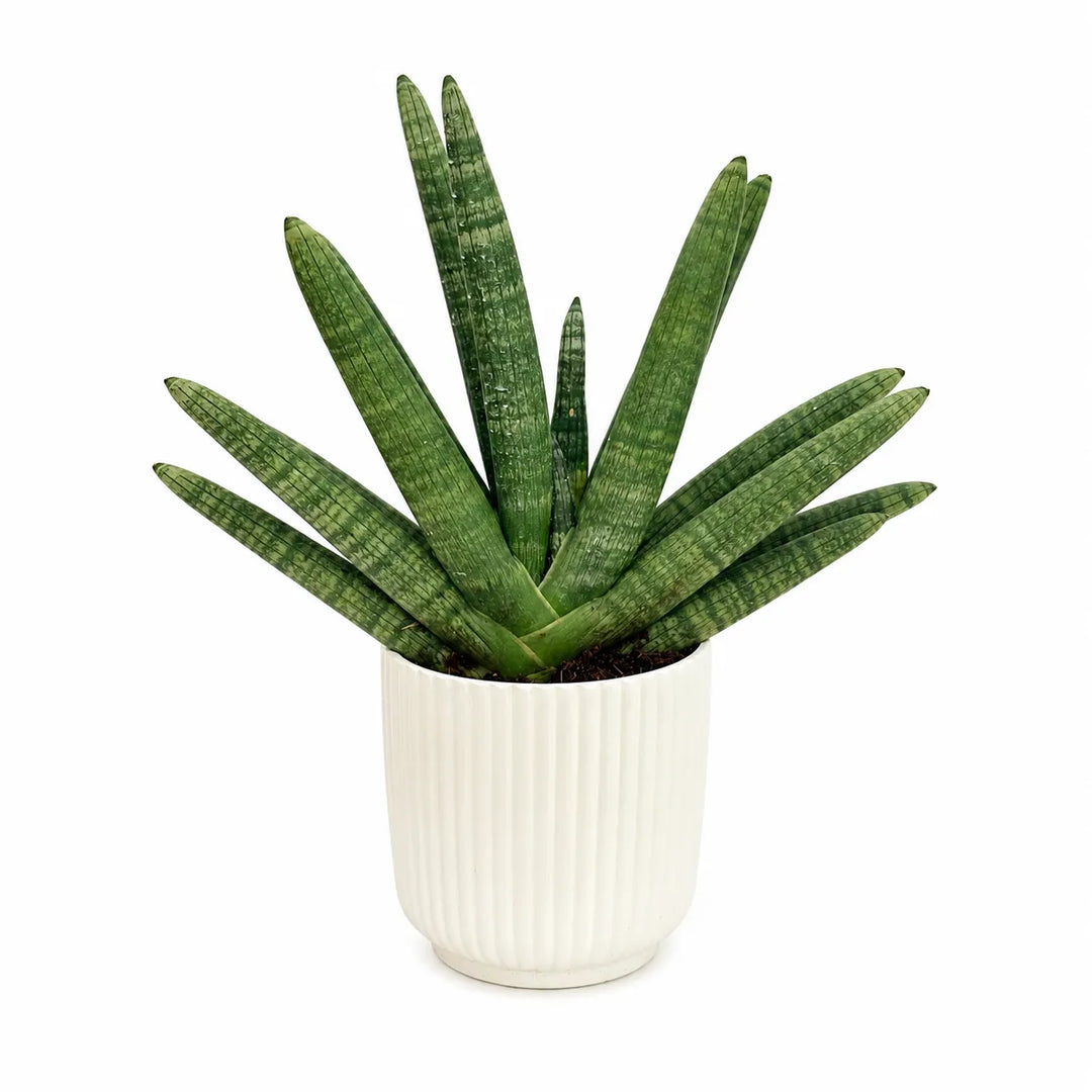 Sansevieria swasdii in vaso Pitti  D.15 H.40 cm