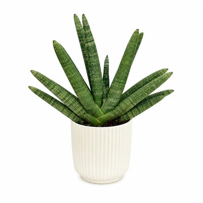 Sansevieria swasdii in vaso Pitti  D.15 H.40 cm