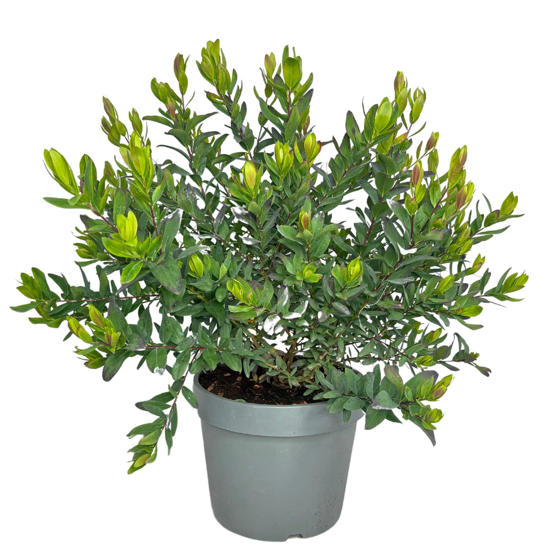 Polygala Myrtifolia vendita online - pianta in vaso con fiori viola-rosati
