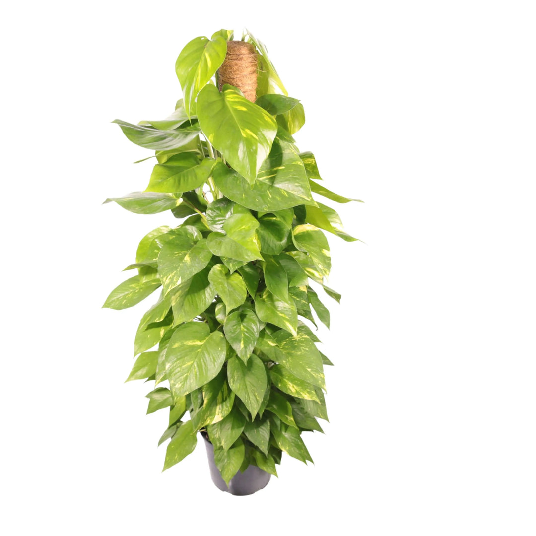 Pothos Aurea con tutore - pianta da interno verde variegato su bastone di supporto