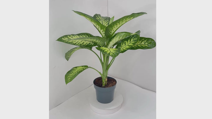 Dieffenbachia Nieve Tropical D.21 cm