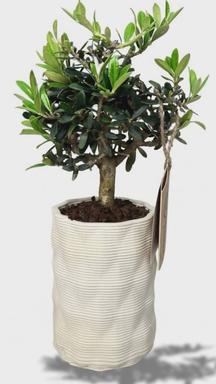 Bonsai-Olivenbaum Andromeda