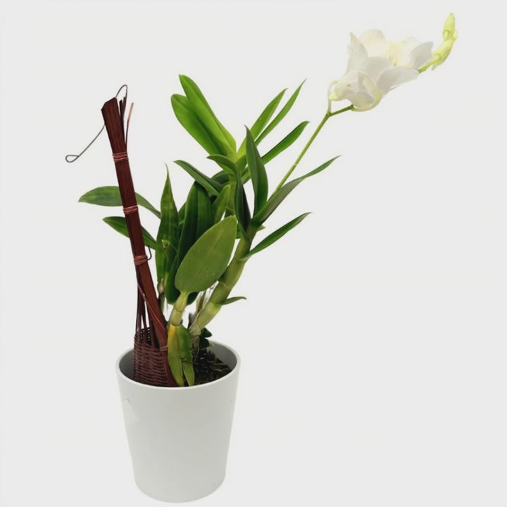 Dendrobium thaïlandais : Orchidée tropicale d'une élégance exotique