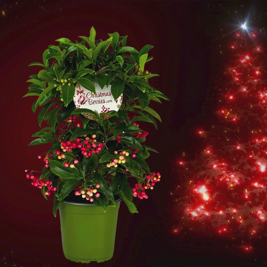 Ardisia crenata pot H.35 cm