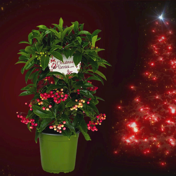 Ardisia crenata pot H.35 cm