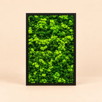 Quadri Rettangolari di Lichene 63x45 cm