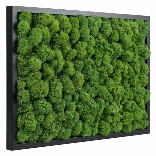 Quadro licheni stabilizzati cornice nera - variante Light Green