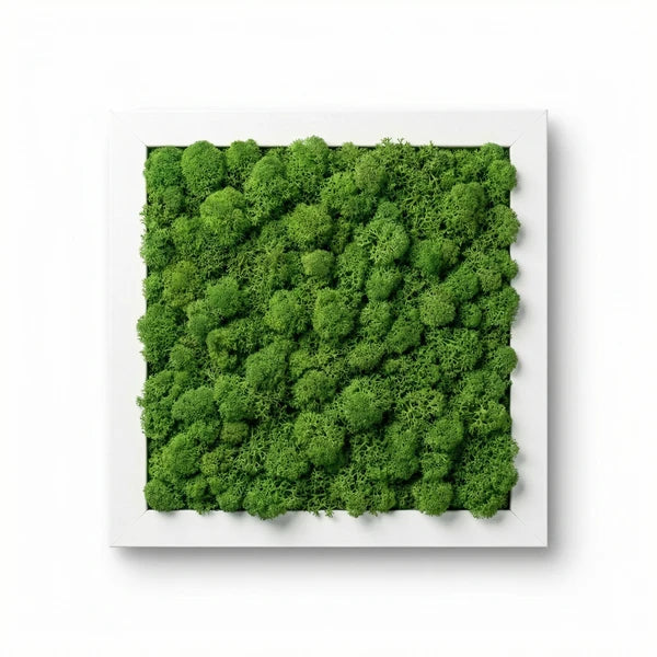 Stabilized Lichen Art White Frame