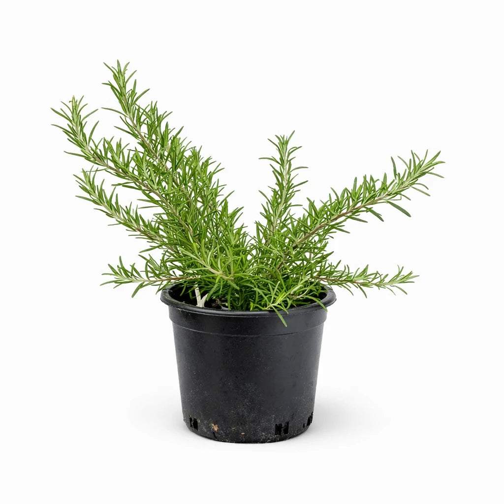 Rosmarinus officinalis prostratus - pianta di rosmarino prostrato in vaso con fogliame verde